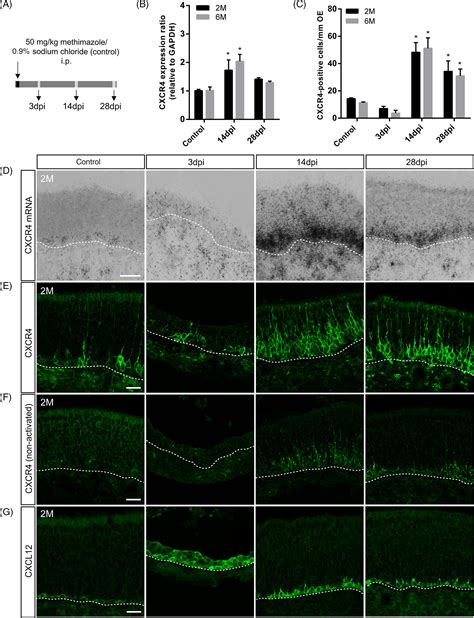 Chemokine Signaling Is Required For Homeostatic And Injuryinduced