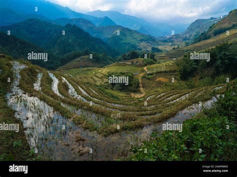 Rice terraces in Sapa, Vietnam Stock Photo - Alamy