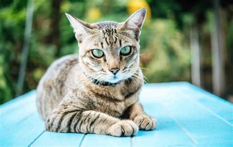 Blue Bengal Cat: History, Facts & Pics