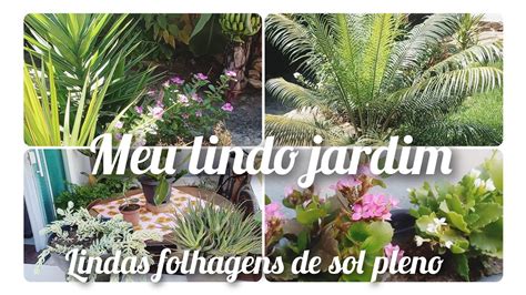 Plantas Do Meu Pequeno Jardim Folhagens De Sol Pleno Amo Plantas