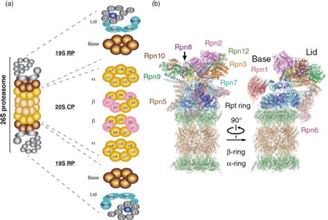 Proteasome Structure