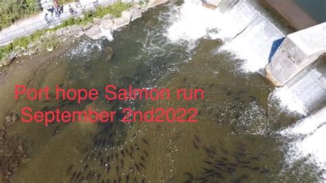 Port Hope Salmon Run Nd Voyage Youtube