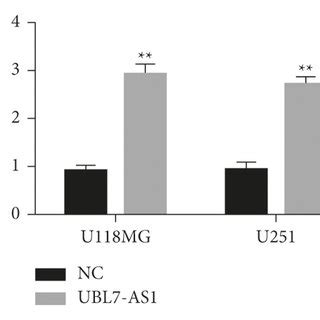 Upregulation Of Ubl As Promotes The Proliferation And Invasion Of