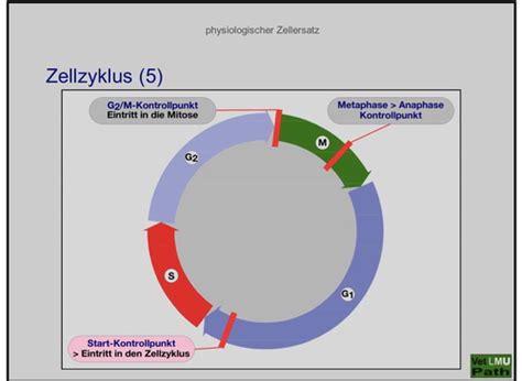 Zusammenfassung Alg Patho Karteikarten Quizlet