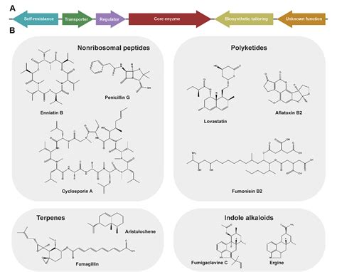 Pdf Transcriptional Activation Of Biosynthetic Gene Clusters In