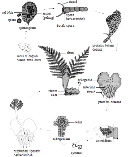 Reproduksi tumbuhan paku (metagenesis) - Penasains