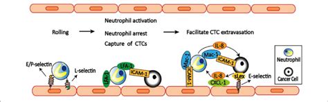 Neutrophils Facilitate Ctcs Extravasation E P Selectin On The