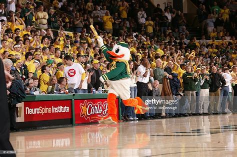 Oregon Ducks Donald Duck Mascot During Game Vs Ucla Eugene Or News