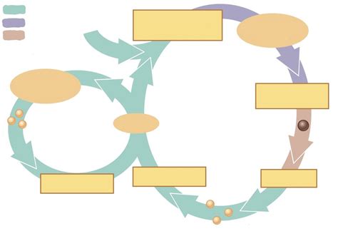 Typical Fungus Life Cycle Diagram | Quizlet