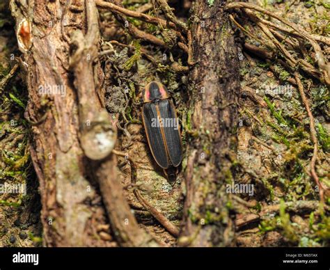 Big Dipper Firefly Photinus Pyralis On Tree With Moss Stock Photo Alamy