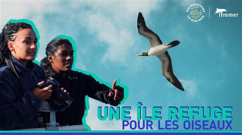 Dans le sillage des oiseaux marins de l île Tromelin 4 LÉcole bleu