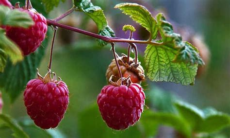 Coltivare Lamponi Giganti In Letti Rialzati I Consigli Degli Esperti