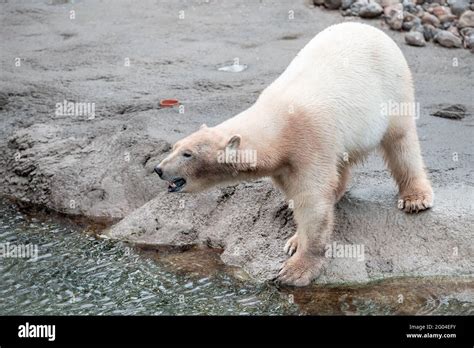 Pairi Daiza Belgium May 24 2021 Photo Of A Polar Bear Photographed