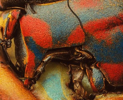 closeup   beautiful colorful beetle coleoptera  stable
