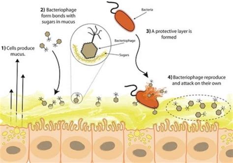 Mucus Is Produced By Tissue That Lines The Inner Surfaces Of The Body