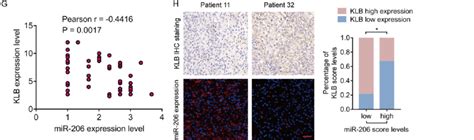 Klb Served As A Direct Target Of Mir A Predicted Binding