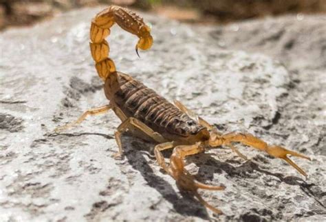 Con La Llegada Del Calor Renuevan El Alerta Por Presencia De Alacranes