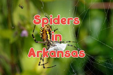 30 Spiders In Arkansas Pictures And Identification