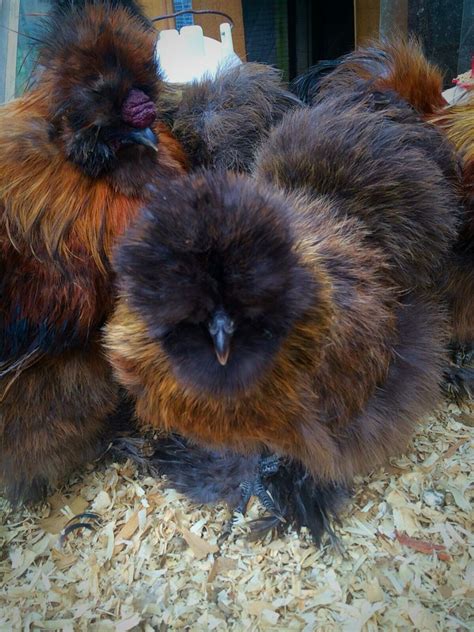 Partridge Silkie Chickens