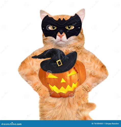 Cat Wearing Costume For Halloween With A Pumpkin. Stock Photo - Image of illuminated ...