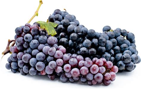 Zinfandel Grapes Information and Facts