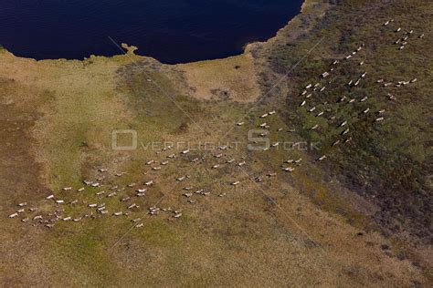 Overflightstock™ African Elephant Loxodonta Africana Herd Crossing The Mara River Near A