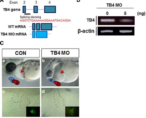 Site And Sequences Of The Antisense Morpholino Oligomers Used For