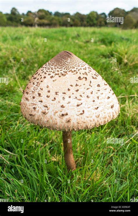 Parasol Mushroom And Edible Hi Res Stock Photography And Images Alamy