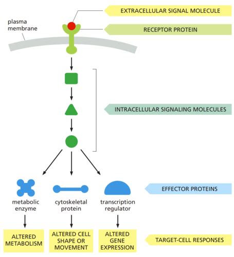 Timothy Theisen Fau Cell Bio Final Exam Review Flashcards Quizlet