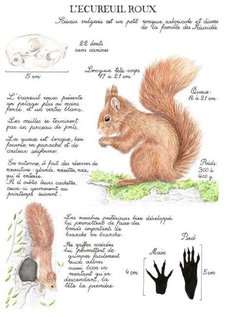 Écureuil roux Alicia Penicaud Illustrations Art Et Nature Nature Art