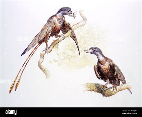 Confuciusornis aves prehistóricas ilustración Confuciusornis sanctus