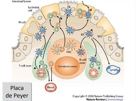 Estructura Del Tejido Linfoide Asociado A La Mucosa Intestinal Paradigmia