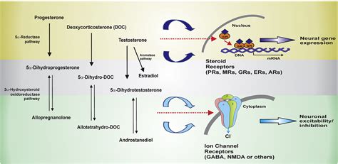 Figure 1 From The Neuroendocrine Basis Of Sex Differences In Epilepsy Semantic Scholar