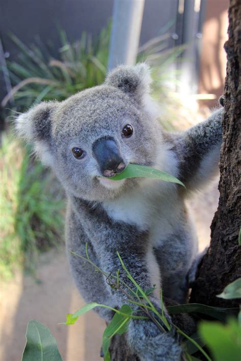 Kissing Koalas at Taronga Zoo - ZooBorns