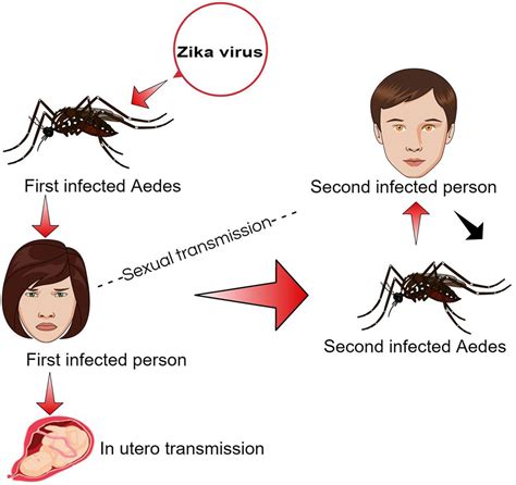 Frontiers Prevention And Control Strategies To Counter Zika Epidemic