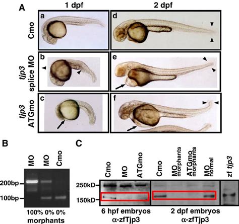 Characterization Of The Tjp3 Zo 3 Morpholino Phenotype Zebrafish