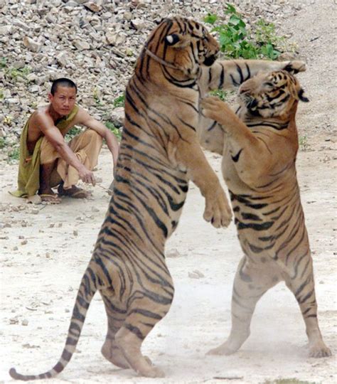 Amazing Tiger Temple Of Thailand Where Monks And Tigers Lives Together Omg 12 Pics Tiger