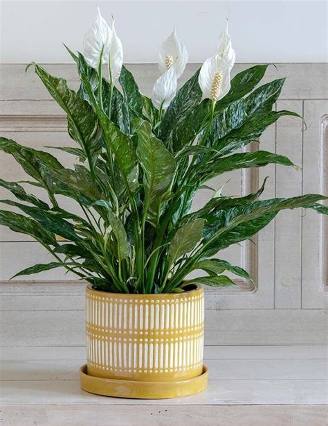 ஜ Lirio de la paz Spathiphyllum wallisii Flores Exóticas