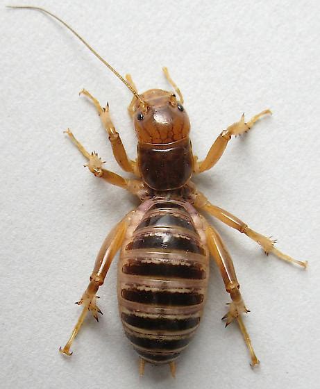 Jerusalem Cricket Ammopelmatus Bugguidenet