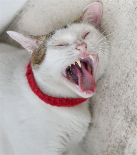 Cat Open Mouth Stock Images - Download 5,466 Royalty Free Photos