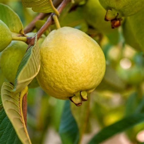 Mexican Guava Tree Van Zyverden