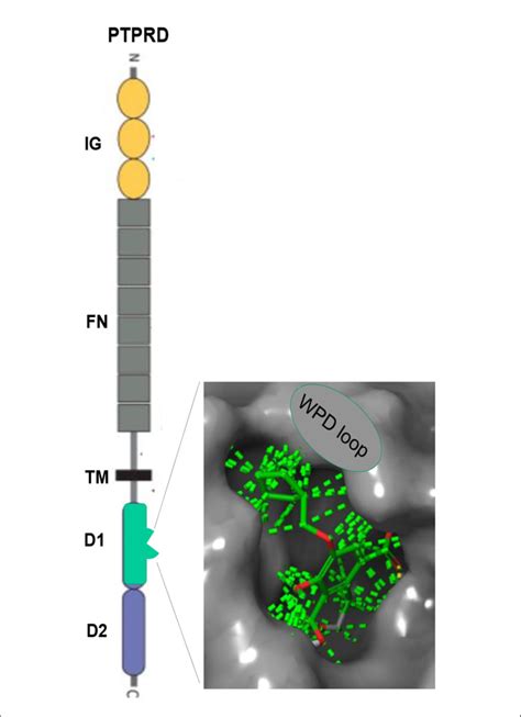 Figure E Ptprd Extracellular Immunoglobulin Ig And Fibronectin Fn