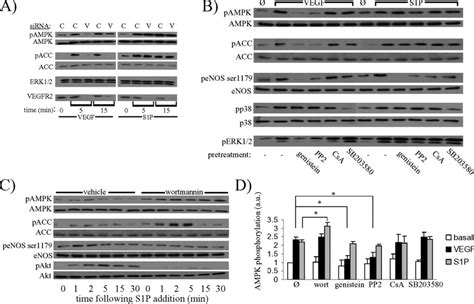 Differential Effects Of SiRNA Mediated VEGFR2 Knockdown And Protein