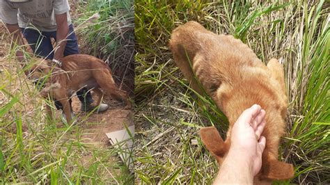 Apad De Rio Do Sul Faz Apelo Ap S Semana Marcada Por Abandono E Maus