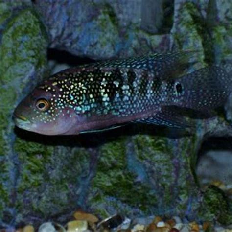 When Can You Separate Cichlid Fry From Parents Diy Seattle