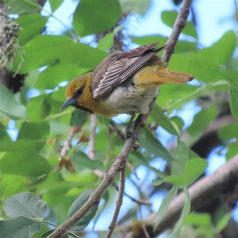 Observing Nesting Bullock's Orioles - MCRCD