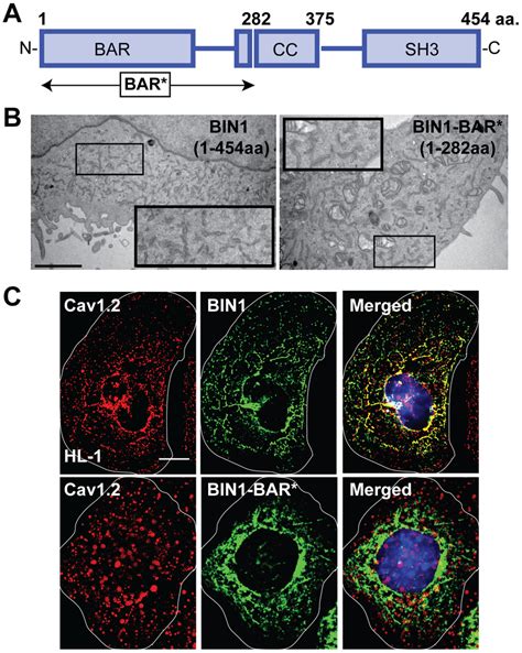 Cav12 Is Targeted To Bin1 Not Membrane Invaginations A Domain Map