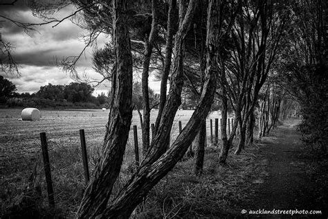 Walk along the fence – Auckland Street Photo