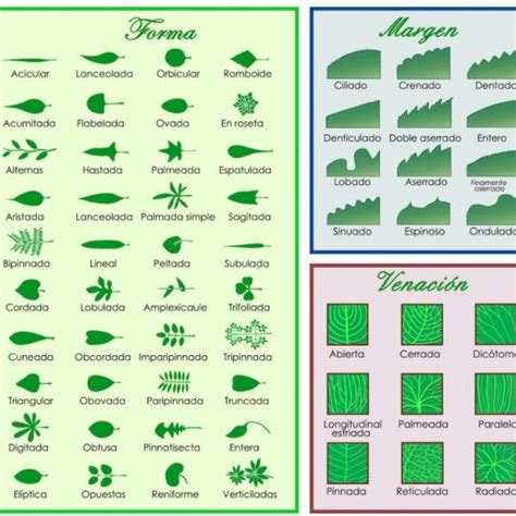 Details 48 clases de árboles según sus hojas Abzlocal mx