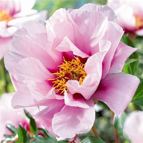 Garden State Bulb Cora Louise Itoh Peony Flower Bulb Bare Root Bag Of